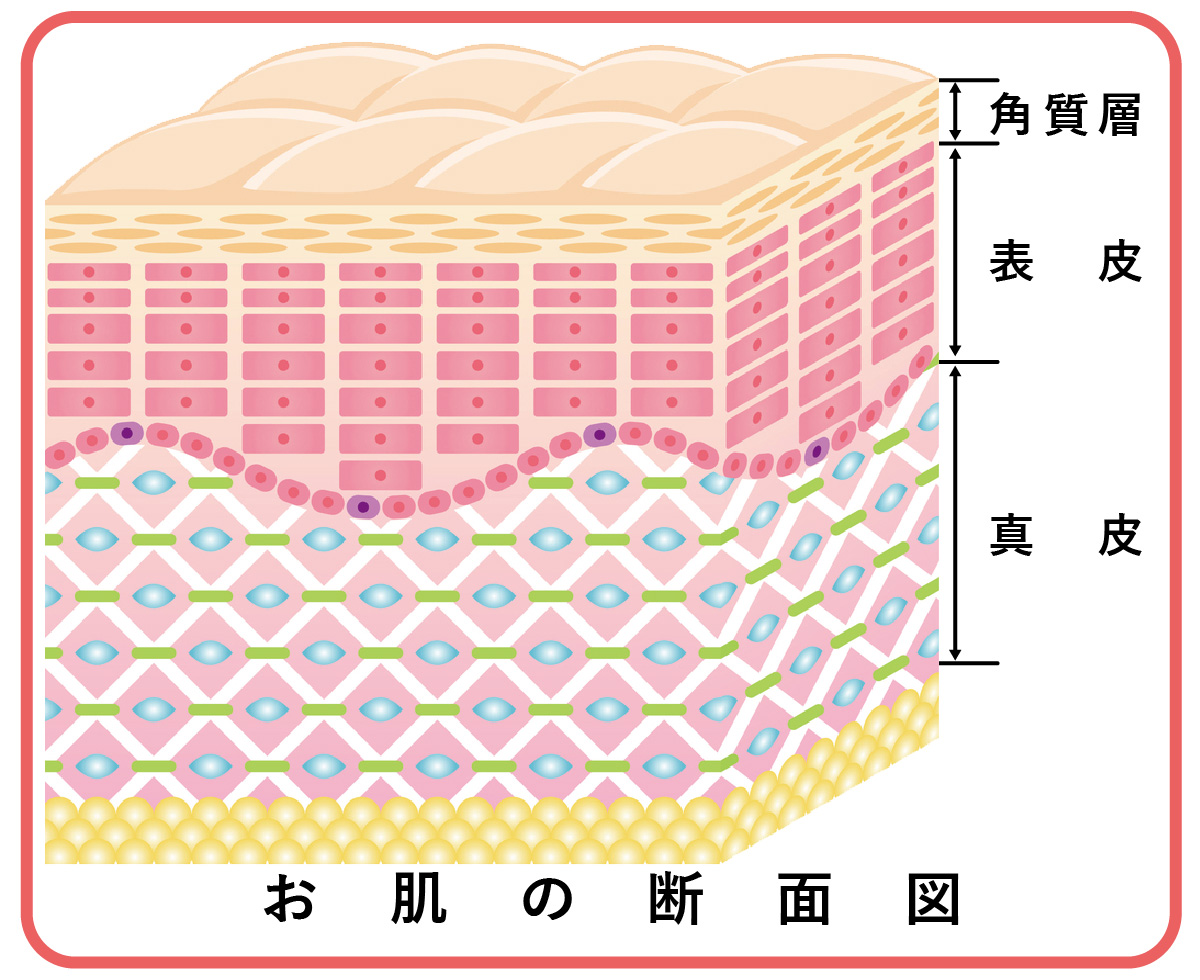 お肌の断面図