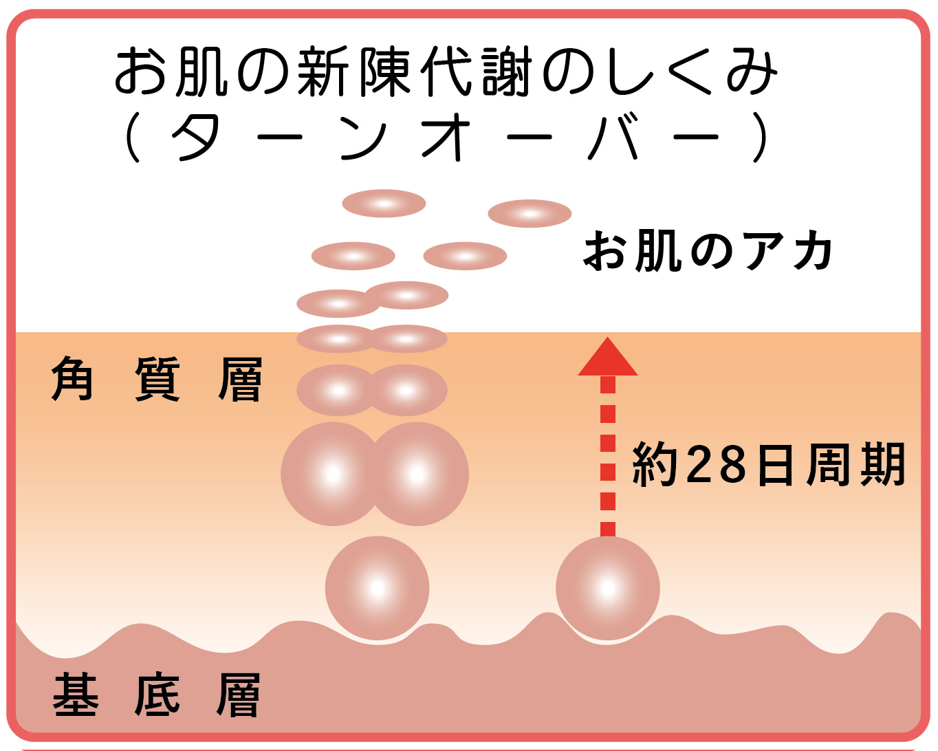 お肌のターンオーバー