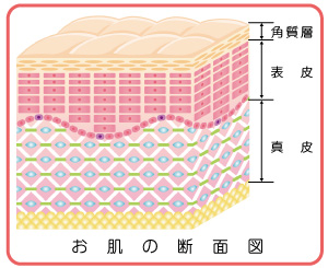 お肌の断面図