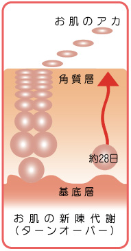 お肌のターンオーバー